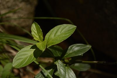 Andrographis lineata, photographed by Siddarth Machado