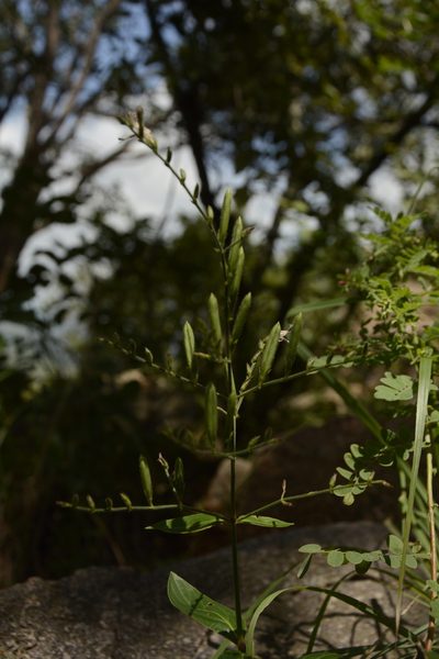 Andrographis lineata, photographed by Siddarth Machado