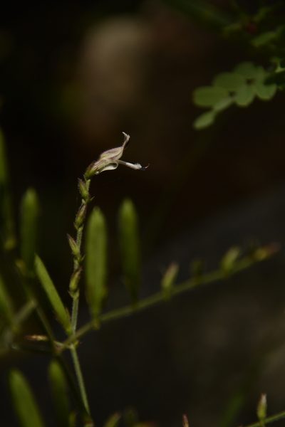 Andrographis lineata, photographed by Siddarth Machado