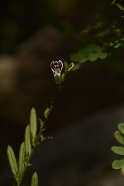 Andrographis lineata, photographed by Siddarth Machado