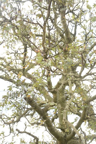 Boswellia serrata, photographed by Siddarth Machado