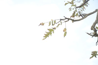 Boswellia serrata, photographed by Siddarth Machado