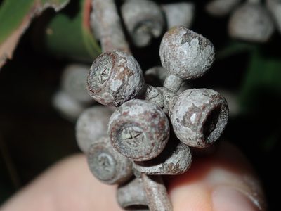 Eucalyptus umbra, photographed by Thomas Mesaglio