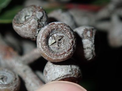 Eucalyptus umbra, photographed by Thomas Mesaglio