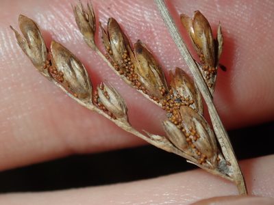 Juncus imbricatus, photographed by Thomas Mesaglio