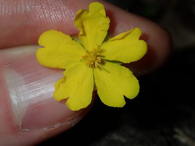 Hibbertia pedunculata, photographed by Thomas Mesaglio