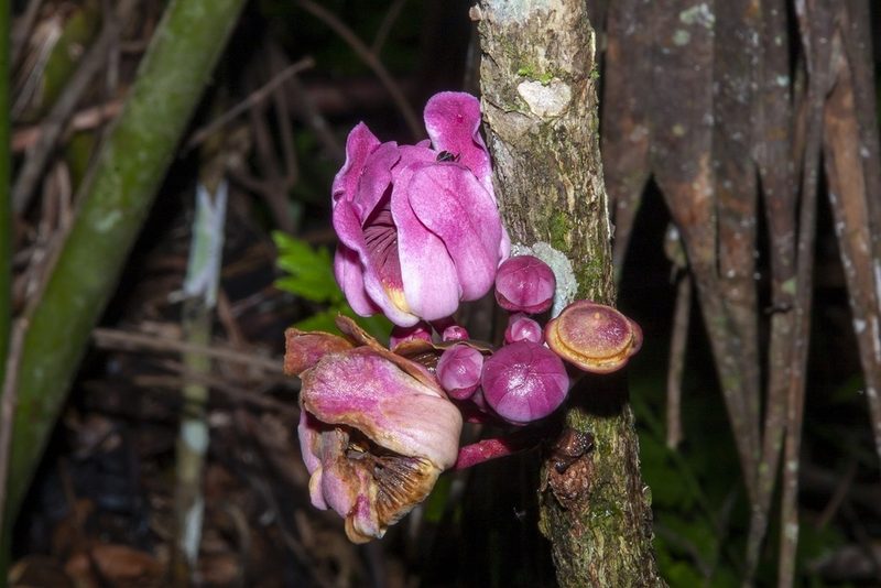 Gustavia longifolia, photographed by dhfischer