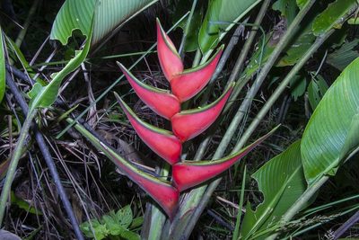 Heliconia orthotricha, photographed by dhfischer