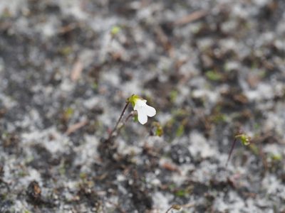 Stylidium perpusillum, photographed by Brett Coulstock