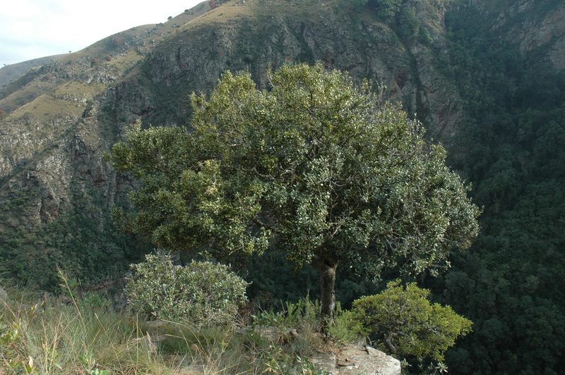 Robsonodendron eucleiforme, photographed by Jimmy Whatmore