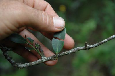 Robsonodendron eucleiforme, photographed by Jimmy Whatmore
