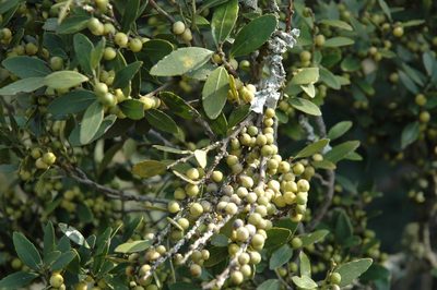 Robsonodendron eucleiforme, photographed by Jimmy Whatmore