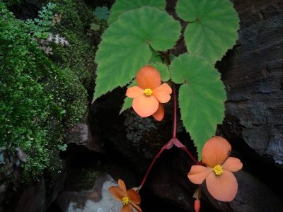 Begonia sutherlandii, photographed by Jimmy Whatmore