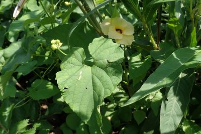 Momordica foetida, photographed by Jimmy Whatmore