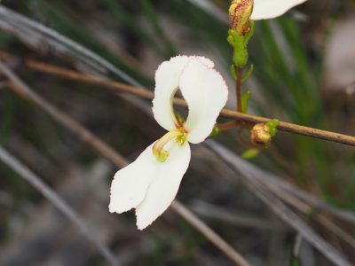 Stylidium schoenoides, photographed by Brett Coulstock