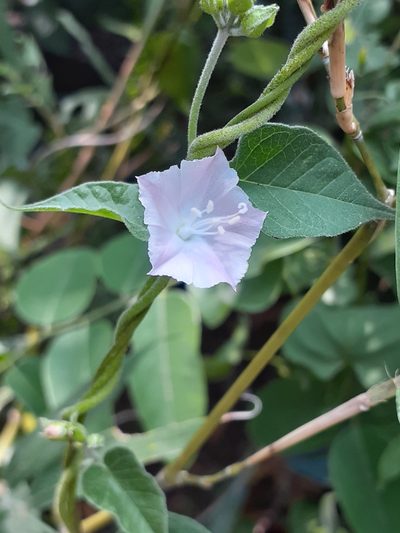 Jacquemontia paniculata, photographed by 雲一百香果