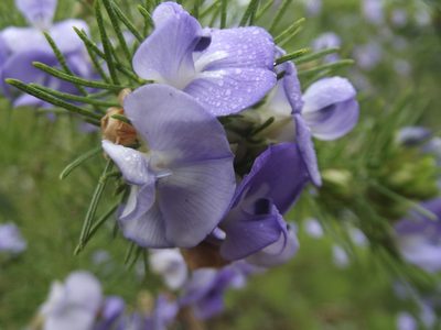 Psoralea affinis, photographed by Ludwig Muller