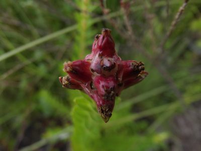 Penaea cneorum, photographed by Ludwig Muller