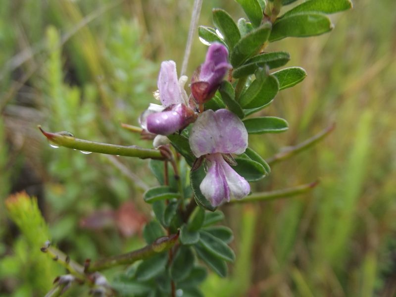 Indigofera concava, photographed by Ludwig Muller