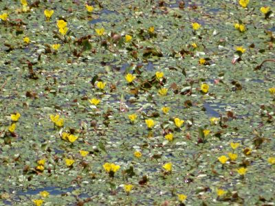 Ludwigia sedioides, photographed by Martín Sánchez Vilchis