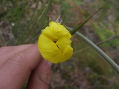 Bobartia aphylla, photographed by Ludwig Muller