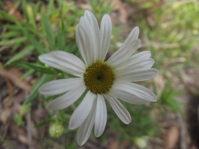 Osmitopsis osmitoides, photographed by Ludwig Muller