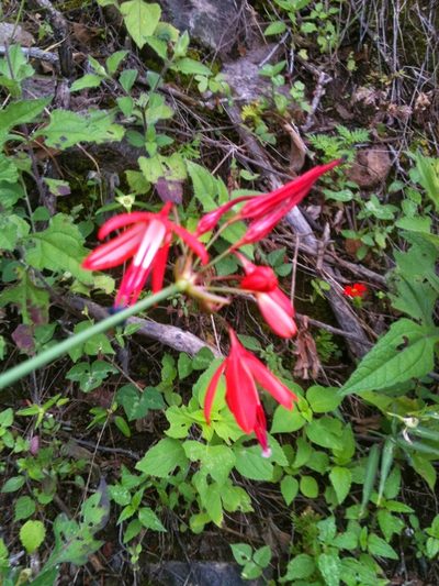 Bessera elegans, photographed by Eugenio Padilla