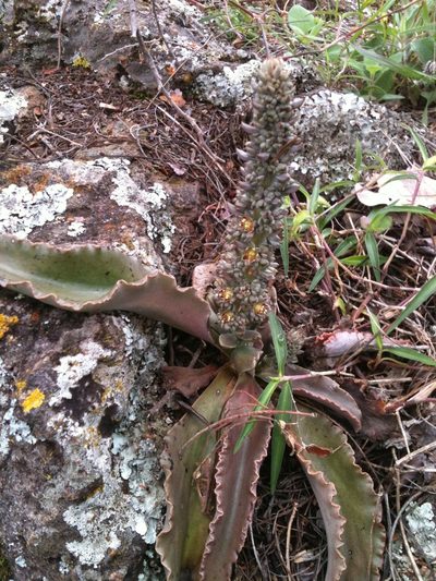 Thompsonella minutiflora, photographed by Eugenio Padilla