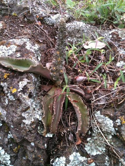 Thompsonella minutiflora, photographed by Eugenio Padilla