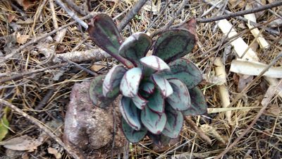Echeveria nodulosa, photographed by Eugenio Padilla