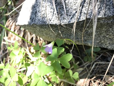 Oxalis alpina, photographed by CK2AZ