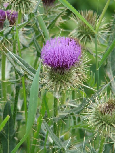 Cirsium ciliatum, photographed by Jean-Paul Boerekamps