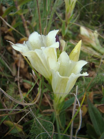 Gentiana gelida, photographed by Jean-Paul Boerekamps