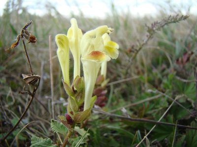 Scutellaria orientalis, photographed by Jean-Paul Boerekamps