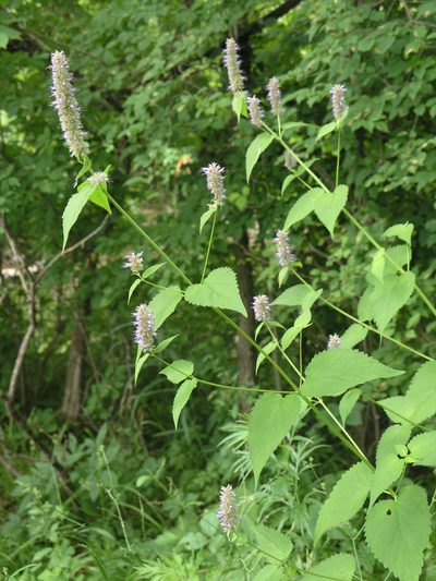 Agastache rugosa, photographed by Oleg Kosterin