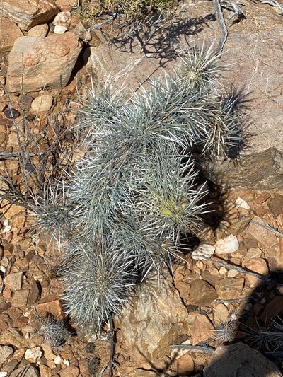 Cylindropuntia pallida, photographed by Dave U