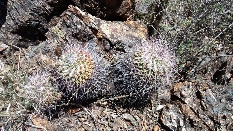 Mammillaria polyedra, photographed by Eugenio Padilla