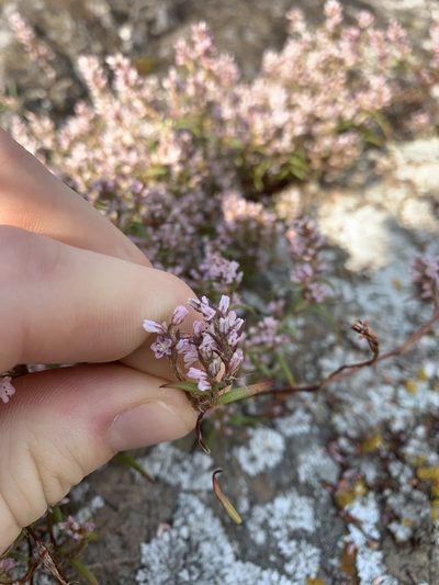 Polygonum spergulariiforme, photographed by Spencer Quayle