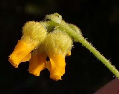 Hermannia decumbens, photographed by Nicola van Berkel