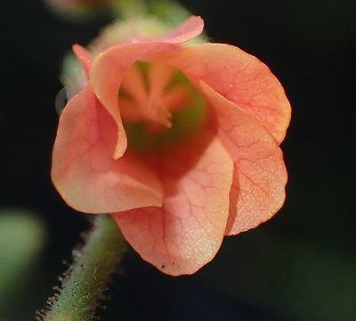 Hermannia diffusa, photographed by Nicola van Berkel