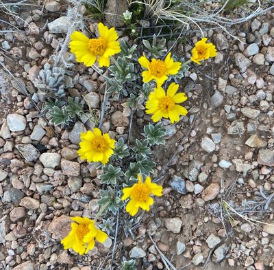 Tetraneuris acaulis, photographed by Cole Wolf