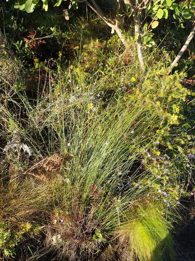 Schoenus australis, photographed by Nicola van Berkel