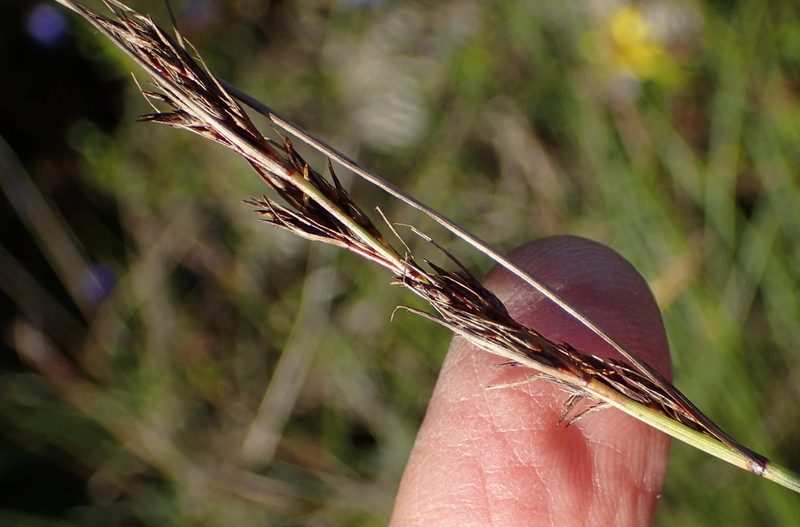Schoenus australis, photographed by Nicola van Berkel