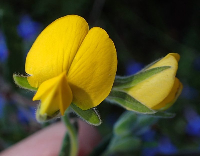 Rhynchosia chrysoscias, photographed by Nicola van Berkel