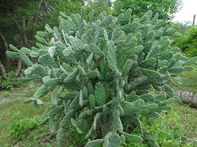 Opuntia dejecta, photographed by Juan Rafael Rodríguez Razgado