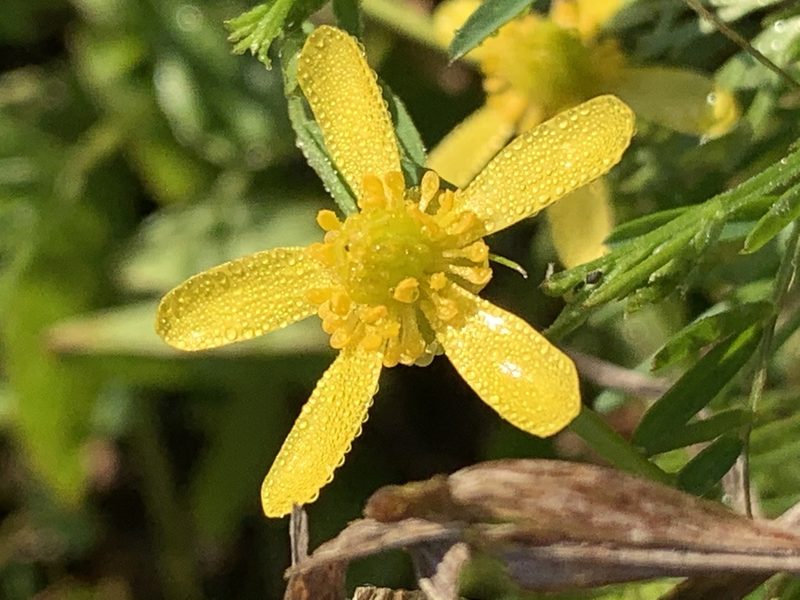 Ranunculus inundatus, photographed by Guy Taseski