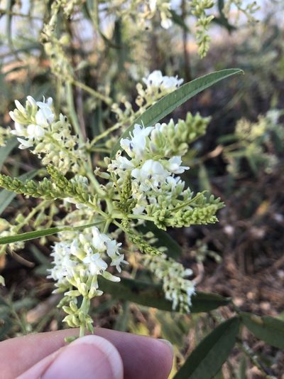 Cullen leucanthum, photographed by elawrey