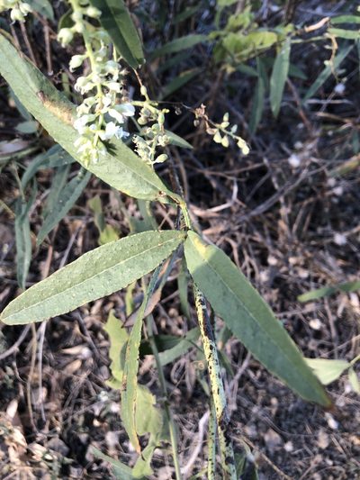 Cullen leucanthum, photographed by elawrey