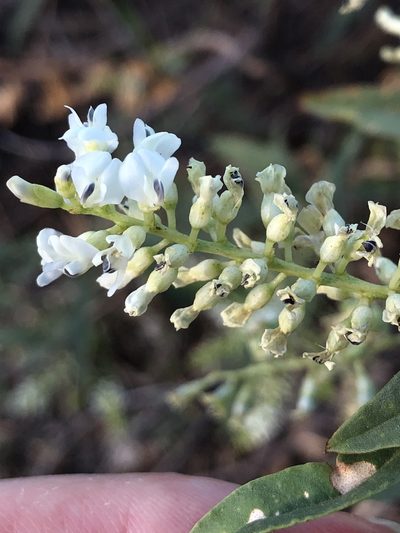 Cullen leucanthum, photographed by elawrey