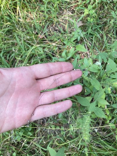 Linum medium, photographed by John Michael